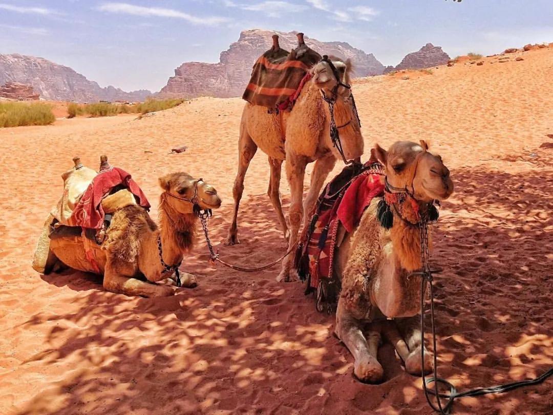 לינה וארוחת בוקר וואדי רם Bedouin Memories Camp מראה חיצוני תמונה